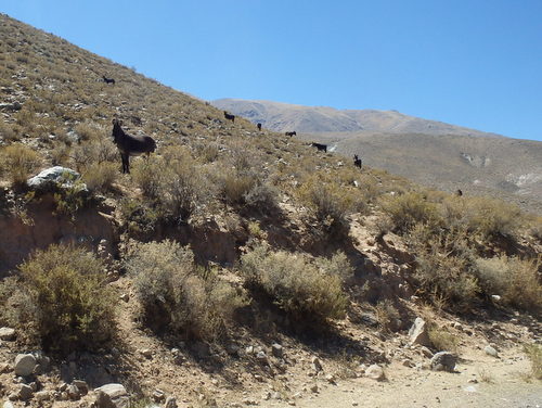Donkeys and/or Burros in an open range.